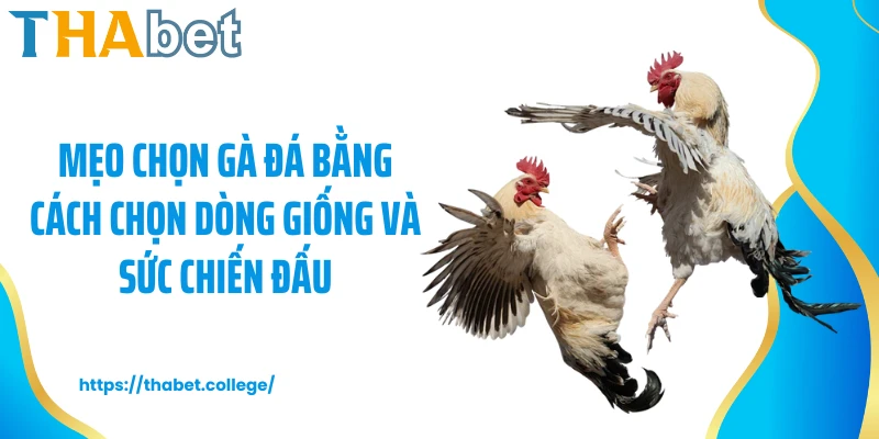 Mẹo chọn gà đá bằng cách chọn dòng giống và sức chiến đấu